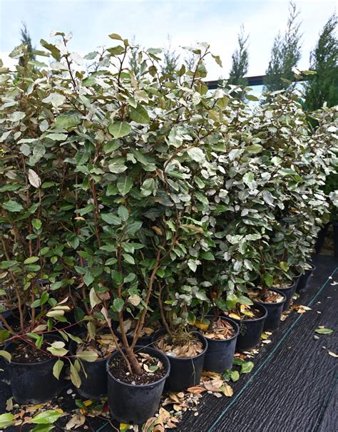 Choosing the Best Hedging Plants for a Beautiful and Private Garden