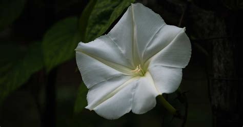 Moonflower Planting Care And Propagation Guide The Garden Magazine