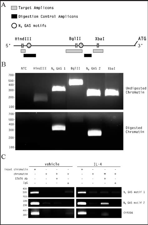 Figure 1 From The Human Pendrin Promoter Contains Two N4 Gas Motifs