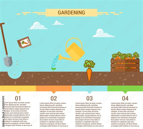 Plants Growing Infographic With Planting Process Of Carrot Four Stages Of Growing Stock Vector