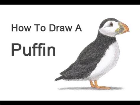 How To Draw Puffins - Permissiondeath