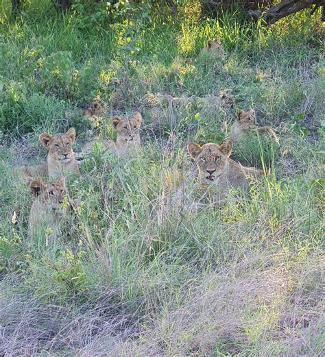 Zaire Yvan On Twitter Rt Latestkruger Pm Lion Stationary