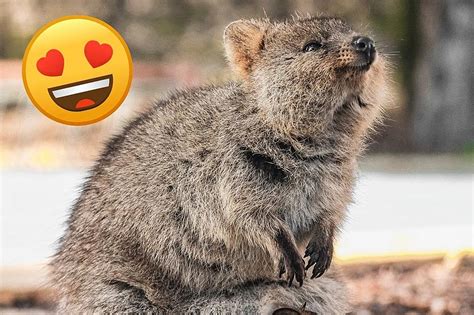 Why the Quokka Is the Cutest Animal in the World (VIDEO)