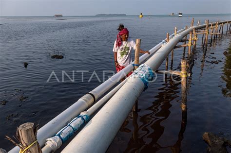 Dampak Kerusakan Lingkungan Akibat Tambak Udang Di Karimunjawa Antara