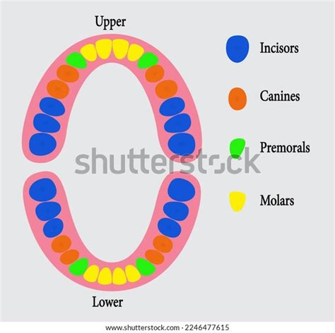 Dental Chartshuman Permanent Teeth Human Tooth Stock Vector (Royalty ...