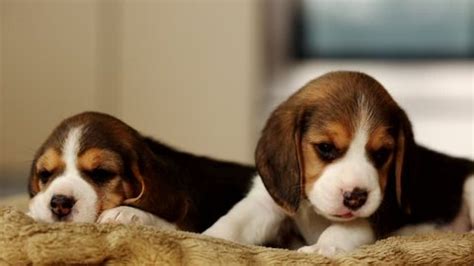 Two Cute Puppies Beagle Sleeping Their Stock Footage Video (100% Royalty-free) 1022782144 ...