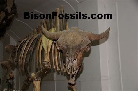 BisonFossils.com