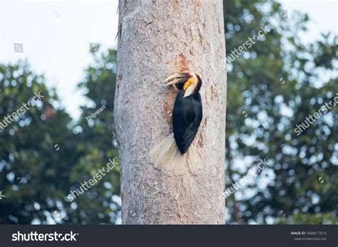 1,715 Wreathed Hornbill Stock Photos, Images & Photography | Shutterstock