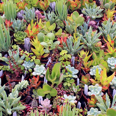 Assorted Soft Succulents In A 35in Round Pot Mountain Crest Gardens