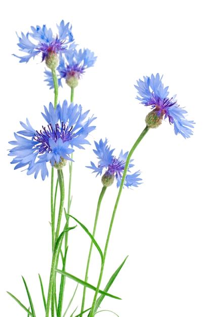 Premium Photo | Beautiful blue cornflower flowers