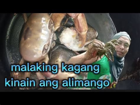 Primitive Crabs And Shells Pina Ka Malaking Kagang Kinain Ang Alimango