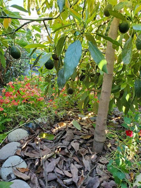 How To Grow Avocados Tree Varieties Climate Planting And Care