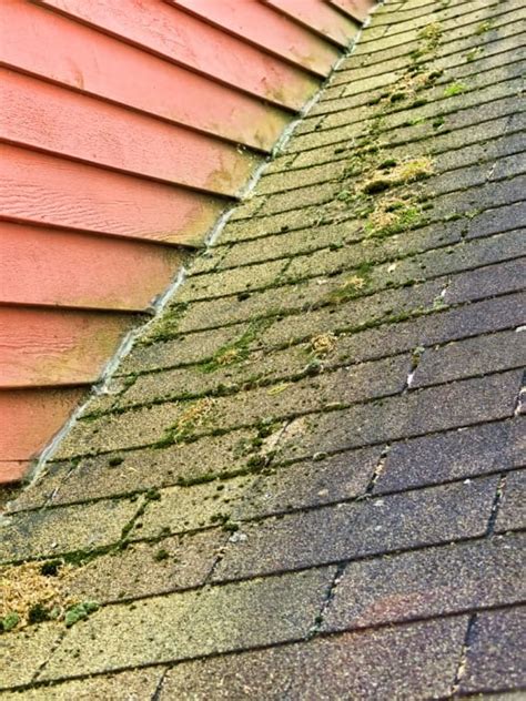 How To Clean Algae And Moss Off Asphalt Shingles Signature Property