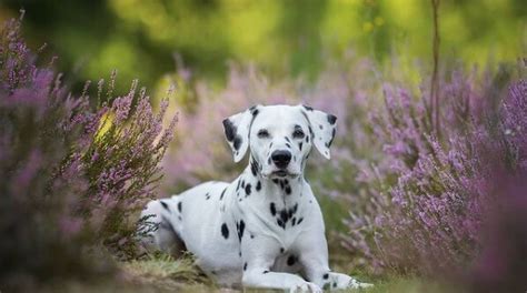 75 Female Dalmatian Names | The Dogman