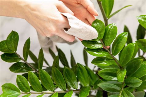 How To Clean The Leaves Of Houseplants