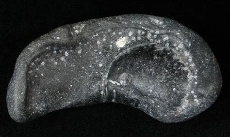 Bargain Fossil Whale Ear Bone Miocene 18185 For Sale