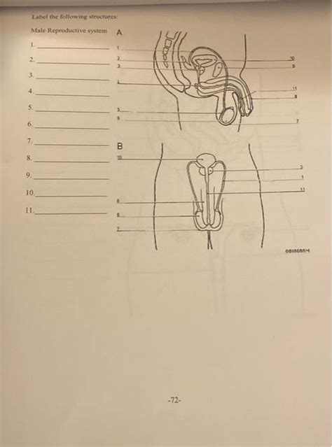 Solved Label The Following Structures Male Reproduetive