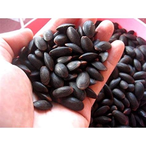 Biji Keduwang Dried Nitta Tree Bean Parkia Timoriana Kedawung Petai