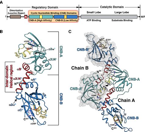 Figure From Crystal Structure Of Pkg I Cgmp Complex Reveals A Cgmp