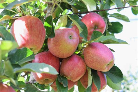 Braeburn Apple Tree Stock Photos Pictures And Royalty Free Images Istock