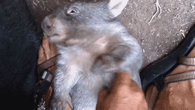 Animals GIF - Find & Share on GIPHY