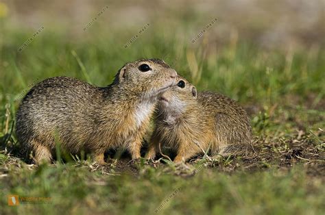 Ziesel Mit Jungtier Bild Bestellen Naturbilder Bei Wildlife Media