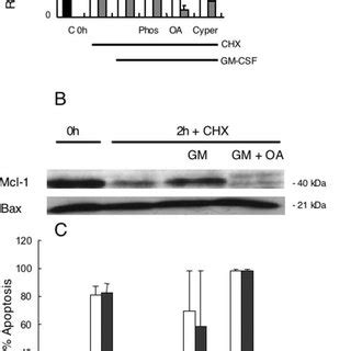 Levels Of Mcl In Neutrophils Are Regulated By Protein Turnover