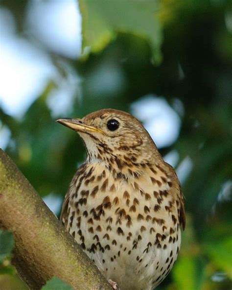 A Brown And Black Bird Sitting On Top Of A Tree Branch Next To Green Leaves