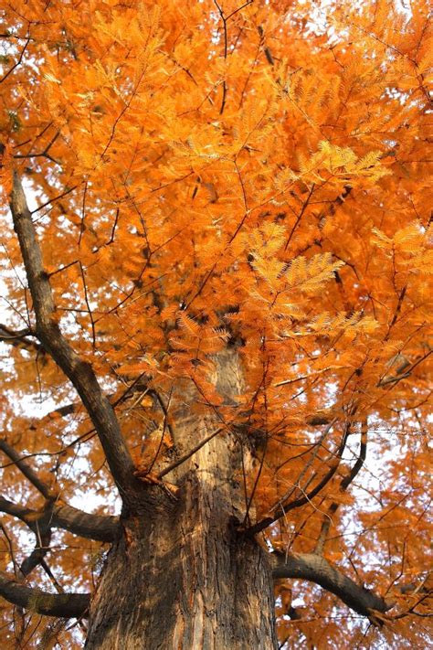 Free Images Branch Flower Red Autumn Botany Flora Season Maple