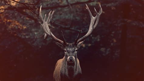 CDC "zombie deer" warning: 6 steps to prevent chronic wasting disease