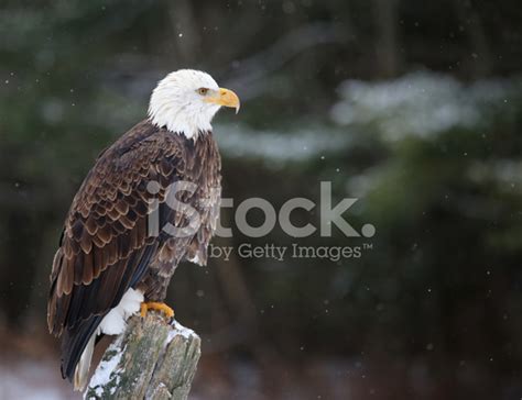 Perched Bald Eagle Stock Photo | Royalty-Free | FreeImages