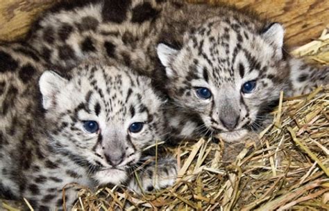 cute snow leopard cubs - Dreamtime Photo (38554813) - Fanpop