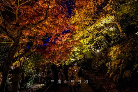 長谷寺 秋の夜間特別拝観 2024 紅葉の時期に夜間ライトアップされる鎌倉屈指の古刹