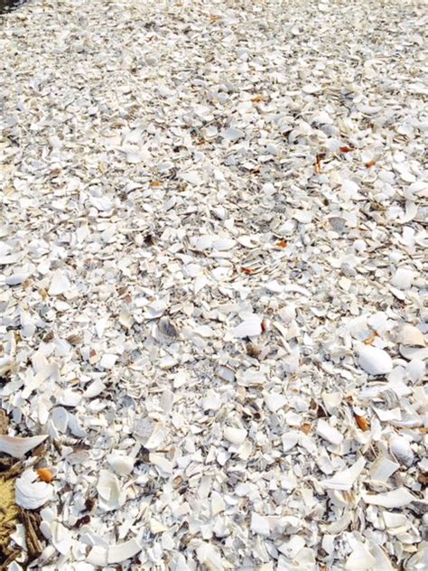 Crushed Seashells For Landscaping