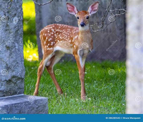 Whitetail Deer Fawn stock image. Image of mammal, adorable - 286285543