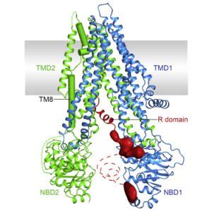 Cystic Fibrosis Linked Protein Is Mapped In Three Dimensions