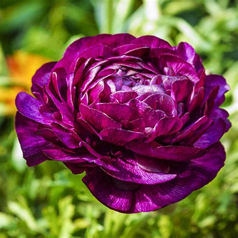 Ranunculus Purple Sensation K Van Bourgondien