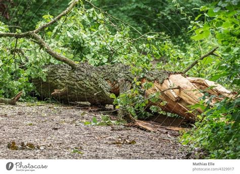 Unwetter Wirft Baum Um Ein Lizenzfreies Stock Foto Von Photocase