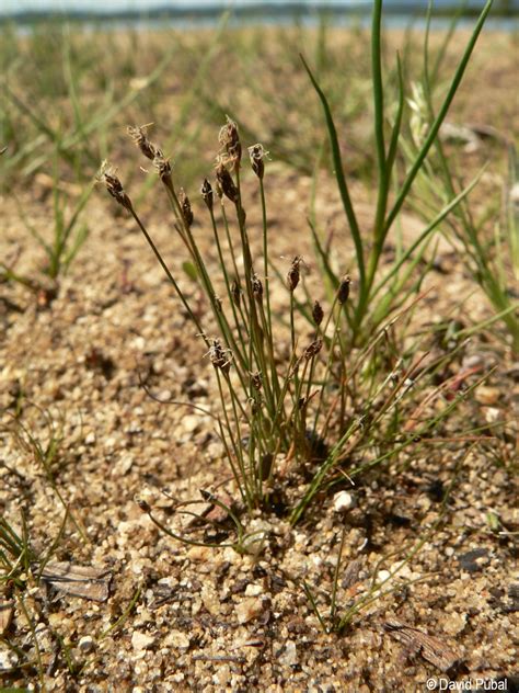 Eleocharis acicularis Květena Šumavy