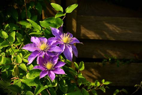 Clematis Pflanzen Pflegen Schneiden Annas Garten