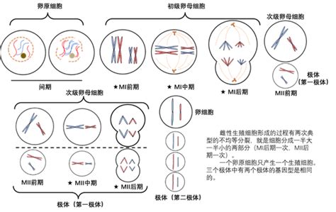 减数分裂的过程 哔哩哔哩