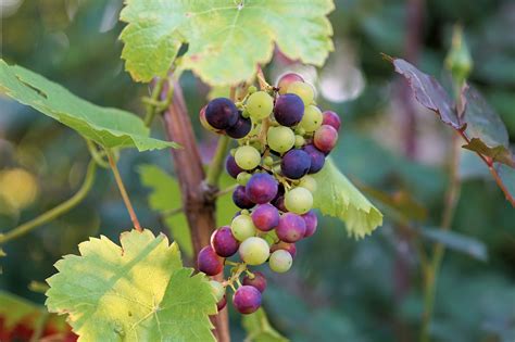 Wein Weintraube Weinanbau Kostenloses Foto Auf Pixabay Pixabay