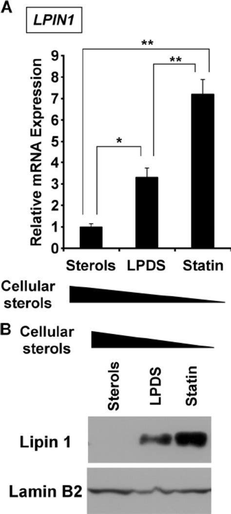 Lipin 1 Expression Is Regulated By Intracellular Sterols In Huh7 Cells