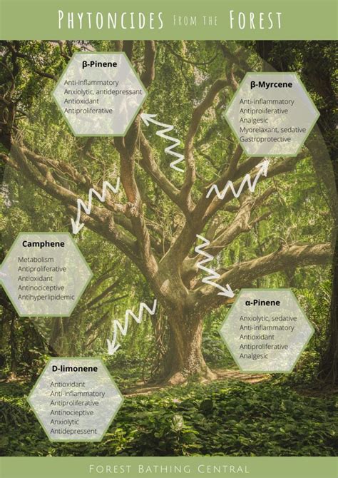 The Tree Is Surrounded By Many Different Types Of Trees And Their Names