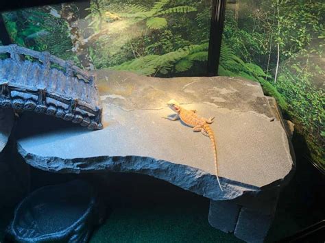 Choosing The Perfect Basking Rock For Your Bearded Dragon Vital Frog