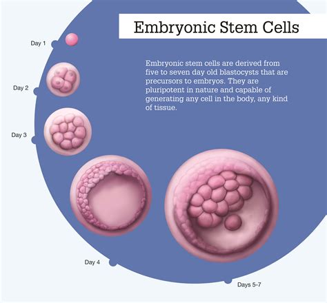 Αποτέλεσμα εικόνας για embryonic stem cells