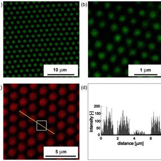 Fluorescent Microscopy Image Of Protein Patterns Using Streptavidin