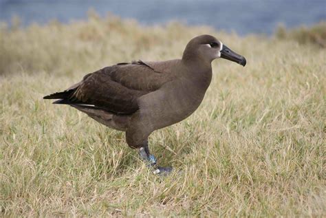 World Albatross Day 2021 Ensuring Albatross Friendly Fisheries