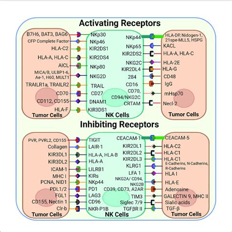 NK Cell Surface Receptors And Their Corresponding Ligands NK Cells