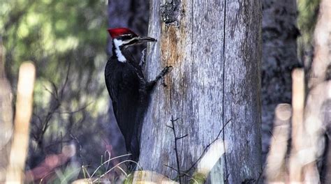 Pájaro Carpintero Características Hábitat Alimentación Reproducción Ave